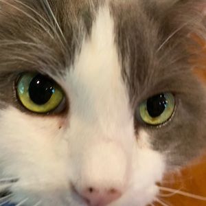 Meet your Posher, Ben